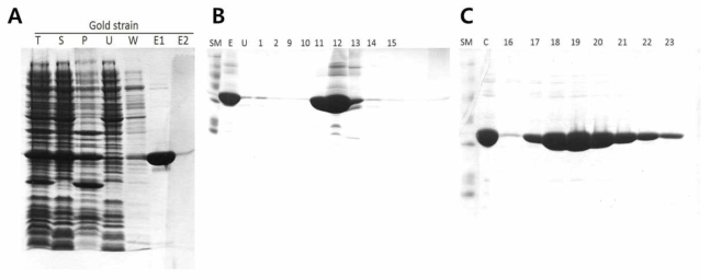 PA endonuclease 의 순수정제 (A) E. coli BL21(DE3) GOLD strain에서 발현시킨 PAN 의 Ni-NTA 친화성 크로마토그래피를 이용한 정제 (B) 이온 교환 크로마토그래피를 이용한 정제 (C) 겔 통과 크로마토그래피를 이용한 정제