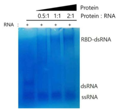 NS1 RBD와 dsRNA의 EMSA(+: RNA 첨가)