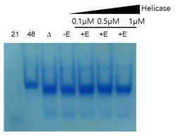 RNA helicase 활성능 측정