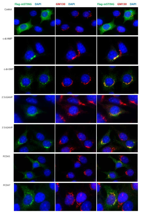 STING의 ER-Golgi translocation