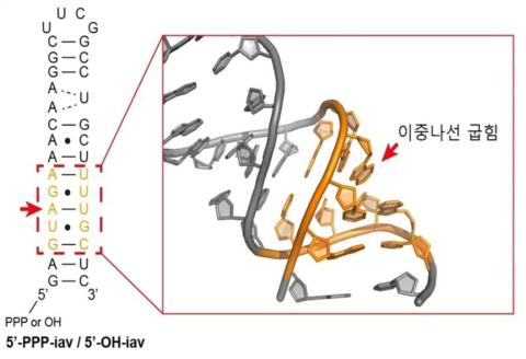 IAV RNA의 3차원 구조