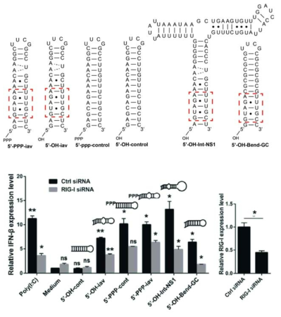 굽어진 이중나선을 가진 5’-OH-IAV의 인터페론 발현. RIG-I siRNA를 투여했을 때 인터페론 발현도는 회색 막대로 표시함. 오른쪽 그래프는 RIG-I siRNA의 RIG-I 발현 억제정도를 나타냄
