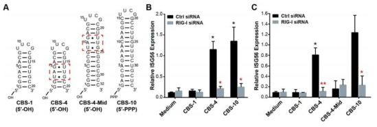 굽힘 구조를 가진 디자인한 RNA의 ISG56 발현도. (A) CBS-4와 CBS-4-Mid의 구조. (B) CBS-4의 ISG56 발현도. (C) CBS-4-Mid의 ISG56 발현도