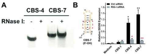 CBS-7의 디자인. (A) RNA 분해 효소 (RNase I)에 대한 CBS-7의 저항성. (B) CBS-7의 ISG56 발현도. 주황색 핵산들은 phosphorothioate backbone을 가진 핵산들을 의미함