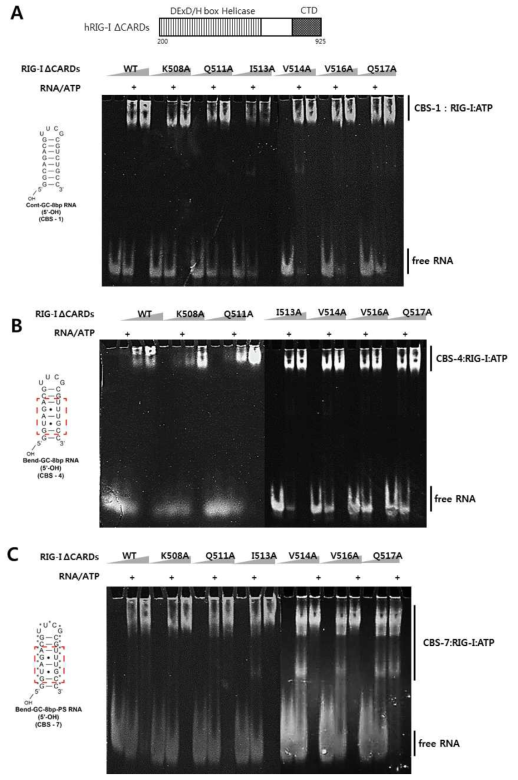 EMSA를 이용한 RIG-I 돌연변이와 CBS-1, CBS-4, CBS-7간의 결합 확인 (A) CBS1과 RIG-I 돌연변이와의 결합 (B) CBS-4과 RIG-I 돌연변이와의 결합 (C) CBS-7과 RIG-I 돌연변이와의 결합