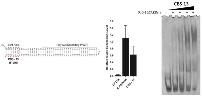 디자인한 CBS-13의 ISG56 발현도 및 결합력 확인