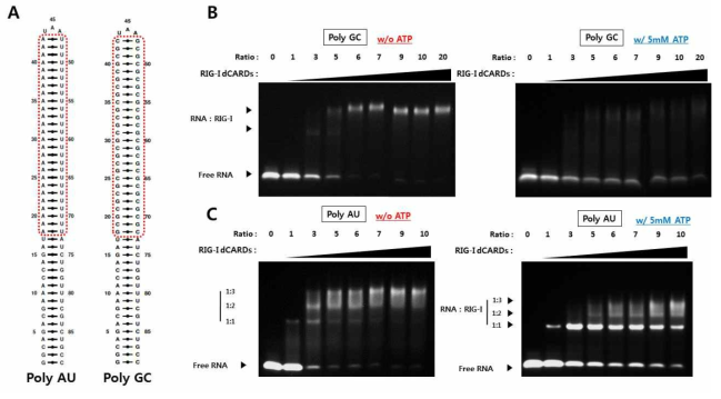 합성한 CBS13유사체 polyAU와 polyGC, RIG-I dCARD와의 결합 확인 (A) 합성한 CBS-13 유사체의 이차구조 (B) ATP의 유무에 따른 poly GC와 RIG-I dCARD의 EMSA 결과 (C) ATP의 유무에 따른 poly AU와 RIG-I dCARD의 EMSA 결과