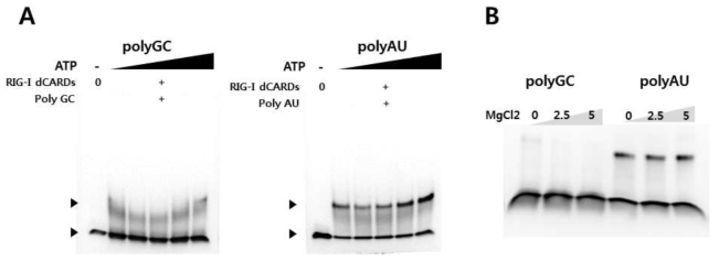 CBS-13 유사체의 조건에 따른 복합체 형성 (A) polyGC, polyAU의 ATP농도에 따른 결합능 확인 (B) polyGC, polyAU의 MgCl2의 농도에 따른 복합체 형성능 확인