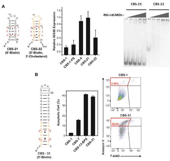 CBS RNA의 5‘ 말단 화학적 변형 (A) CBS-21과 CBS-22의 이차구조. 빨간 박스는 이중나선 굽힘을 표시함. 주황색 뉴클레오티드는 phosphothioate 변형을 나타냄. Biotin과 Cholesterol은 각각 bi, chol로 약어 표기됨. 1μM 농도의 CBS-1 CBS-1-PS CBS-4 CBS-21 CBS-22를 처리했을 때 HEK293T cell 내에서의 ISG 56 유도능 확인. RIG-I dCARDs 단백질과 RNA간의 결합력을 EMSA 확인(B) CBS-31의 이차구조. 1μg/ml 의 CBS-1 CBS-7 CBS-13-BPS CBS-31를 인간 간암세포 SNU886에 처리했을 때 세포사멸능 확인