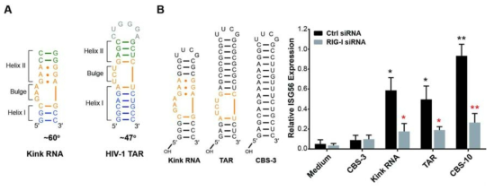 Bulge를 가진 RNA들의 굽힘 구조와 ISG56 발현도. (A) Kink RNA와 HIV-1 TAR RNA의 굽힘 구조 및 각도. (B) Kink RNA와 HIV-1 TAR의 ISG56 발현도