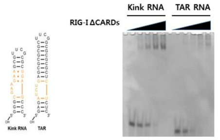 본 연구진이 디자인한 Kink RNA와 TAR RNA의 이차 구조 및 EMSA를 이용한 RIG-I ΔCARDs 와의 결합 확인