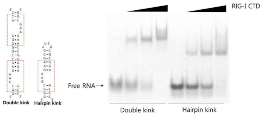 두 가지 Kink RNA와 RIG-I간의 gel shift assay