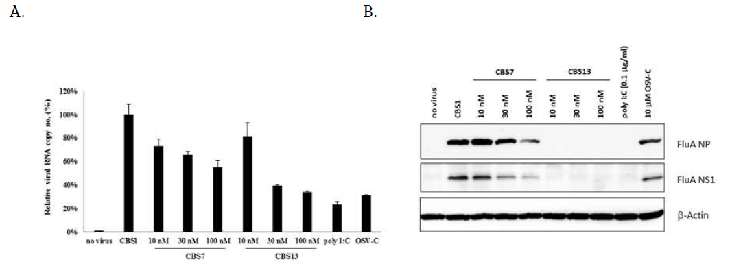 면역활성 RNA 처리 후 인플루엔자 바이러스의 증식 억제 정도를 (A) 실시간 유전자 진단법과 (B) Western blotting 방법으로 확인. Mock (no virus), CBS-1 (negative control RNA), polyI:C (positive control), OSV-C (oseltavimir-C, 타미플루)