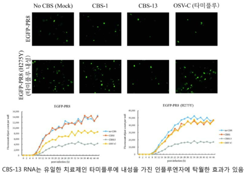 타미플루에 내성을 가진 인플루엔자 바이러스 (EGFP-PR8 (H275Y))에 대한 CBS-13의 항바이러스 효과. 바이러스가 세포에 침투하여 활성화시 형광을 띠도록하여 바이러스의 증식정도를 형광 현미경으로 관찰하였음