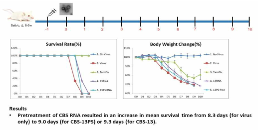 면역활성 RNA (CBS-13, CBS-13-PS)의 in vivo 인플루엔자 바이러스 감염 억제 효과. RNA와 바이러스를 투여한 뒤, 10일동안 생존율과 몸무게 변화를 관찰하였음. 그룹당 쥐 3마리 사용