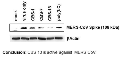 면역활성 RNA 처리 후 메르스 바이러스의 증식 억제 정도를 western blotting 방법으로 확인. Mock (no virus), CBS-1 (negative control RNA), polyI:C (positive control)