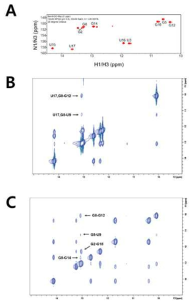 CBS-4, CBS-1, U3C의 NOESY 스펙트럼 (A) CBS-4 (B) CBS-1 (C) U3C