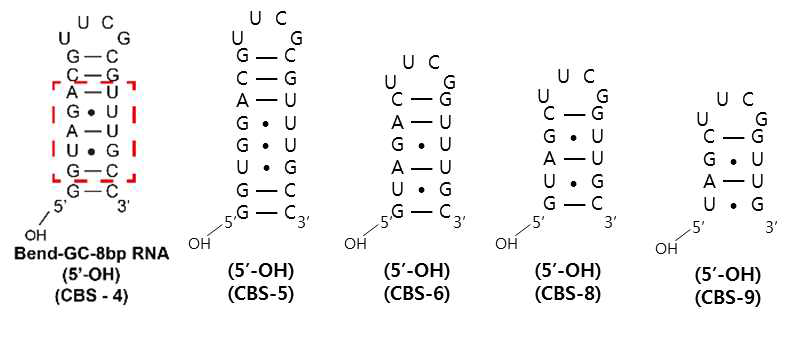 Bend motif 설명을 위해 새로 디자인한 CBS RNA