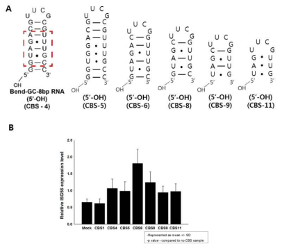 인터페론 유도능 (A) 디자인 한 (B) HEK293T cell에서 (A)의 RNA transfection 시 유도되는 ISG 56 발현능 확인