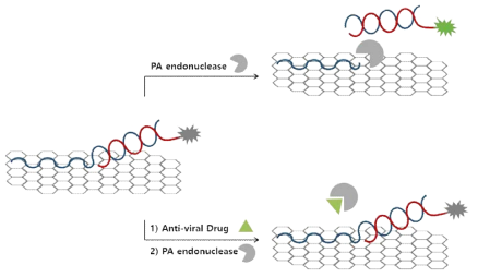 그래핀 옥사이드 (GO)를 이용한 PA endonuclease 기능 저해 물질 탐색 시스템