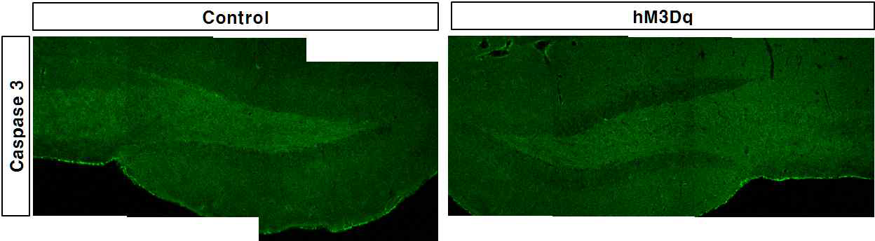 hM3Dq를 통한 성상세포의 활성화와 세포사멸의 관계