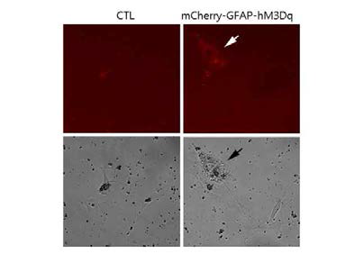 hM3Dq를 배양 성상세포에서 발현