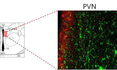 periPVN의 신경세포에 연접하는 vSubiculum의 신경망