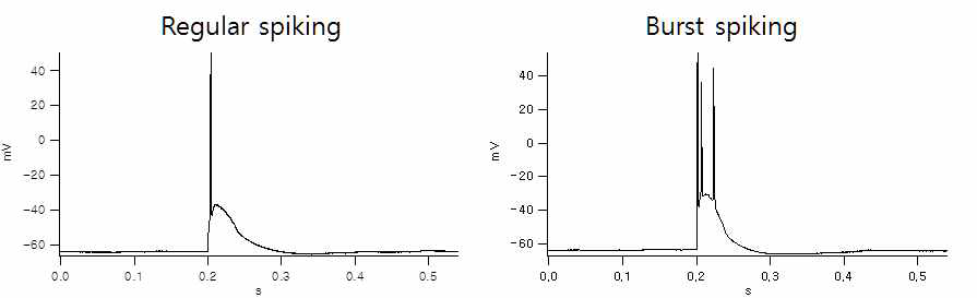 vSubiculum 신경세포의 활동전위 유형