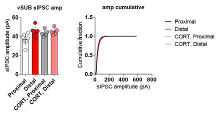 스트레스와 vSubiculum 신경세포의 sIPSC의 amplitude