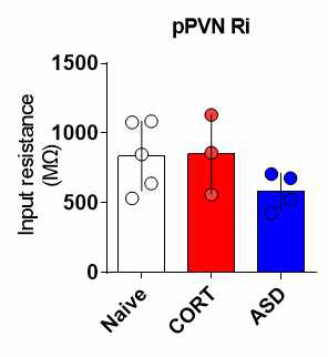 스트레스와 periPVN 신경세포의 input resistance