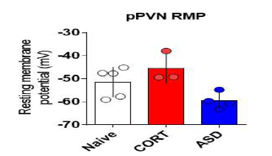 스트레스와 periPVN 신경세포의 휴지막전위