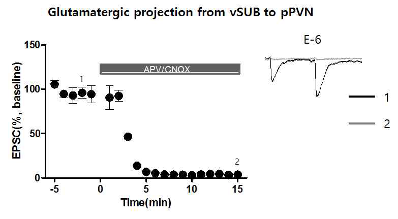 vSubiculum에서 periPVN으로 glutamatergic 흥분성 연결