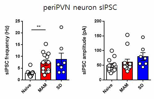 해마성체줄기세포의 증식과 periPVN 신경세포의 sIPSC