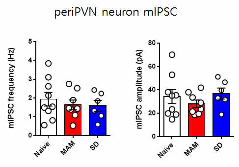 해마성체줄기세포의 증식과 periPVN 신경세포의 mIPSC