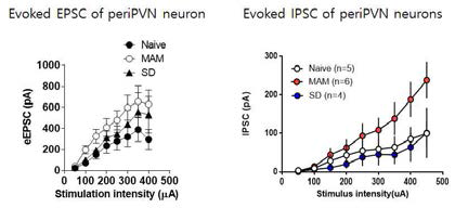 해마성체줄기세포의 증식과 periPVN 신경세포의 eEPSC