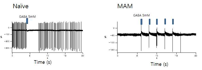 해마성체줄기세포의 증식과 periPVN 신경세포의 GABA effect