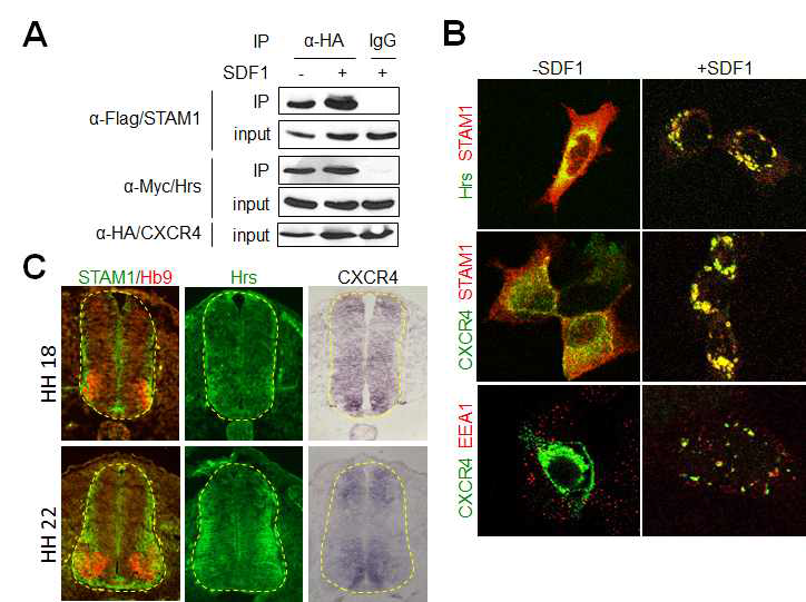 (A)HEK293T세포에서 STAM1, Hrs, CXCR4사이의 상호작용을 CoIP 실험을 통해 관찰. (B)HEK293 세포에서 CXCR4 ligand인 SDF1의 존재하에 STAM1, Hrs, CXCR4가 early endosome으로 모집됨을 확인함. (C)STAM1/Hrs/CXCR4가 발달중인 chick embryo의 spinal cord 안에서 함께 발현되고 있음을 관찰함