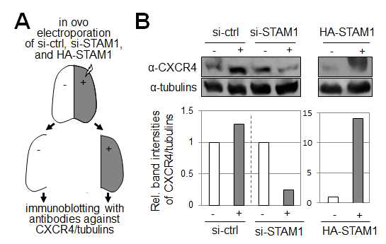 STAM1에 의한 CXCR4의 단백질 레벨 조절.(A) In ovo electroporation기법을 이용한 STAM1 knock-down. (B) STAM1-KD에 의한 CXCR4의 단백질 변화를 WB을 통해 동정