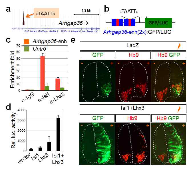 발달중인 생쥐 배아의 척수 운동신경에서 ARHGAP36 게놈에 MN-hexamer결합 peak에 MN-hexamer가 모집됨을 ChIP 실험을 통해 확인하였고 ARHGAP36-enh가 MN-hexamer에 의해 활성화됨을 luciferase assay와 GFP reporter 발현으로 확인함