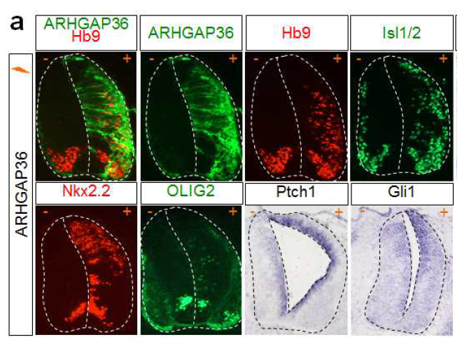 ARHGAP36에 의한 spinal cord의 ventralization. PKA 활성이 ARHGAP36에 의해 억제되고 이로 인해 Shh pathway가 활성화됨