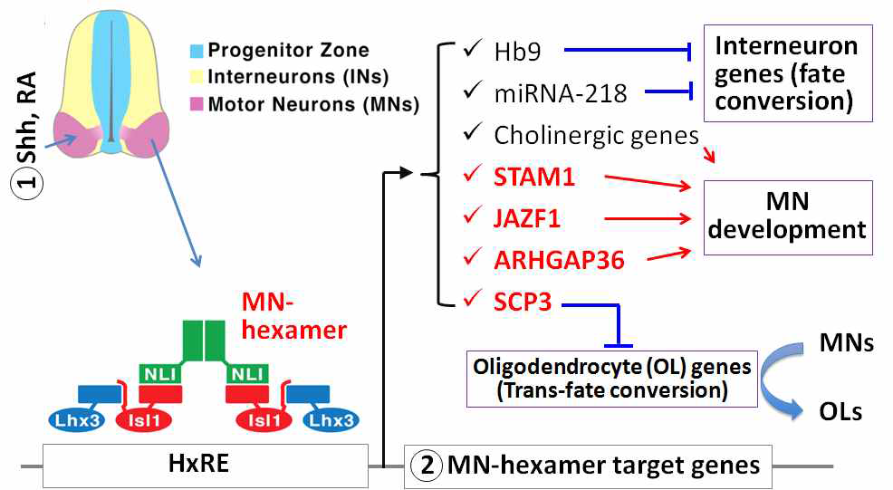 MN-hexamer(Isl1, Lhx3, NLI 각 2개씩으로 이루어짐) 및 운동신경세포 발달을 위한 유전자 발현조절 네트워크의 각 구성원들에 대한 모식도