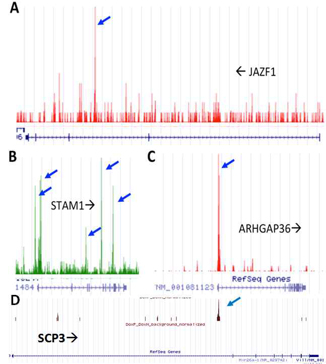 JAZF1(A), STAM1(B), ARHGAP36(C), SCP3(D)에서 발견한 MN-hexamer에 대한 ChIP-seq peaks