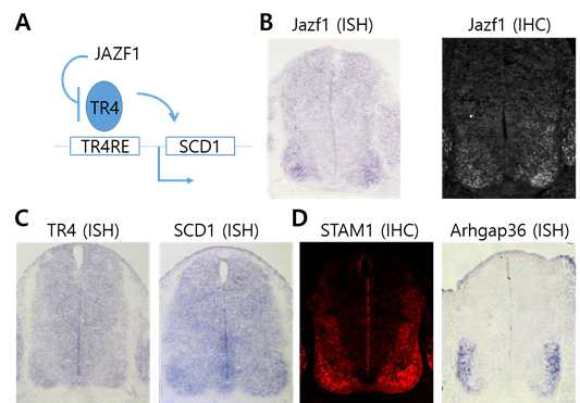 (A) TR4 전사인자의 억제조인자 JAZF1과 TR4 전사활성 억제 를 통한 SCD1 발현억제. (B-D) 발달 중인 E 11.5 embryos의 운동신 경세포에 특이적으로 발현된 JAZF1(B), TR4와 SCD1(C), 그리고 STAM1과 ARHGAP36(D). ISH, in situ hybridization; IHC, immunohistochemistry