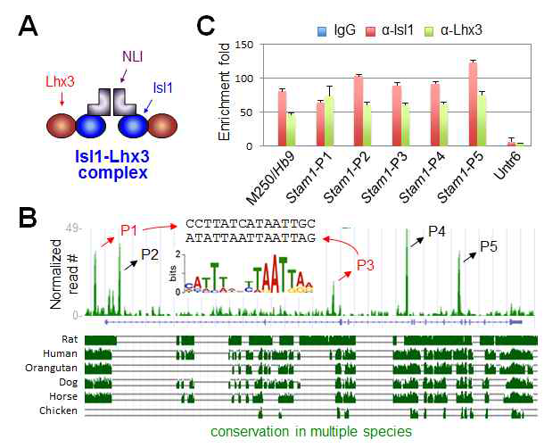 발달중인 생쥐 배아의 척수 운동신경에서 STAM1 게놈에 MN-hexamer결합 peak에 MN-hexamer가 모집됨을 ChIP 실험을 통해 확인함