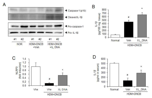 DNCB/HDM 아토피 피부염 마우스 모델에서 X-DNA 처리에 의한 피부에서의 NLRP3 inflammasome 활성화