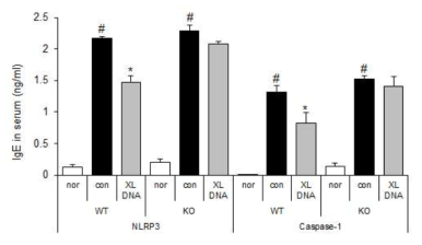 NLRP3 또는 caspase-1 넉아웃 마우스에서 DNCB/HDM 유도 아토피 피부염 유발 후 혈중 IgE 변화 및 X-DNA의 영향