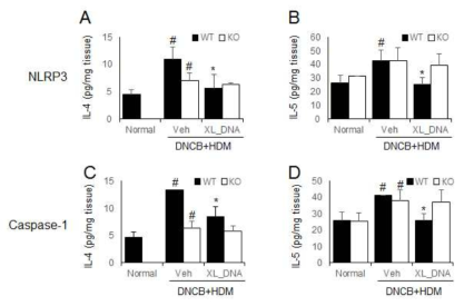 NLRP3 또는 caspase-1 넉아웃 마우스에서 DNCB/HDM에 의한 아토피 피부염 유도시 피부조직에서의 Th2-사이토카인 변화 및 X-DNA의 영향