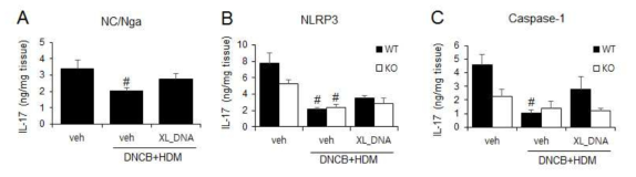 DNCB/HDM-유도 아토피 피부염 모델에서 X-DNA 처리에 의한 피부조직에서의 Th-17 사이토카인 IL-17 변화