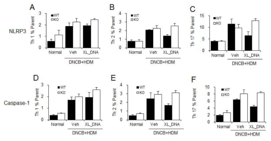 DNCB/HDM 유도 아토피 피부염 모델에서 림프노드의 Th1, Th2, Th17 세포활성 비교 및 X-DNA의 영향