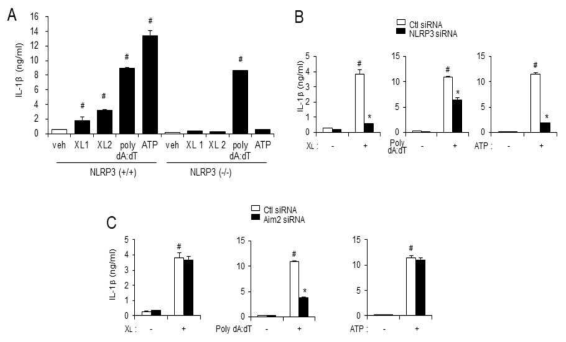 X-DNA에 의한 IL-1beta 생성 경로에서의 NLRP3와 AIM2의 영향